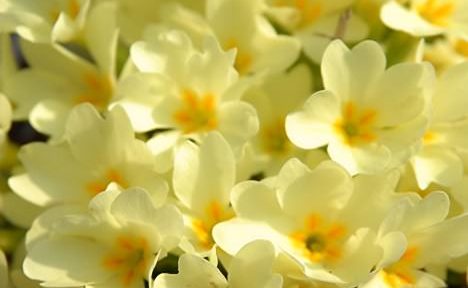 Zadnji sprehod pred snegom 1