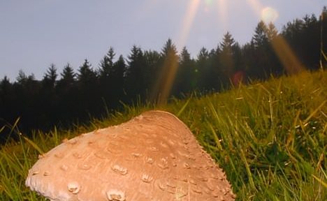 Pride kdo na večerjo - Macrolepiota procera