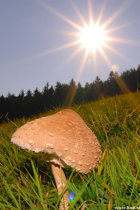 Pride kdo na večerjo - Macrolepiota procera