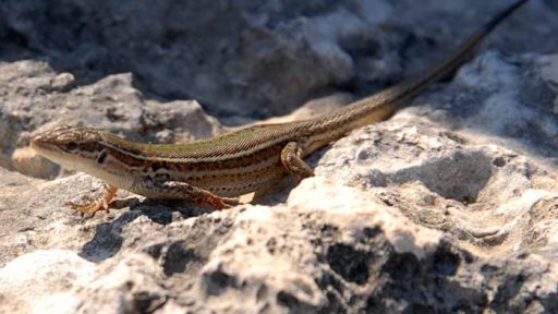 Pozirala mi je Lacerta Agilis 1