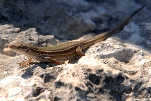 Pozirala mi je Lacerta Agilis 1