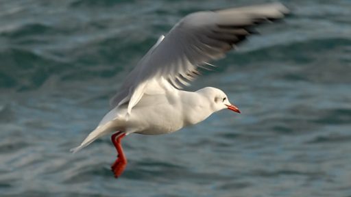 Svoboden kot ptica 1