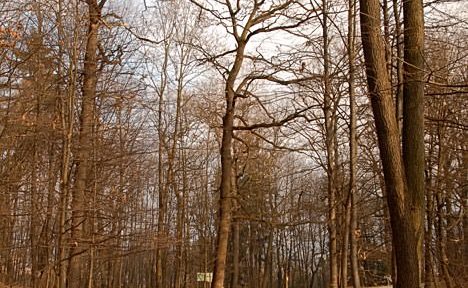 Fenomen nedeljskega sprehoda na Rožnik