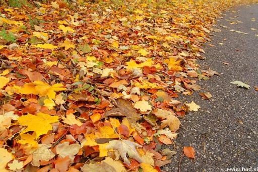 Jesenska rapsodija 1