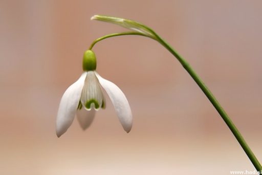 En zvonček še ne prinese pomladi 1