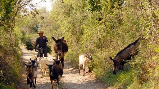Morje, starec, osel, koze, kolo in šparglji? 1