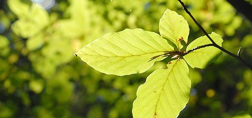 Jesenski sprehod po gozdu 9