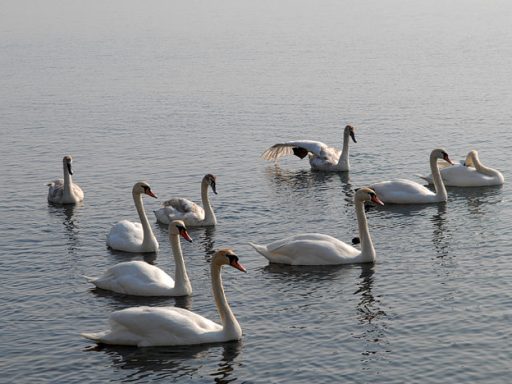 Labodje Jezero 5