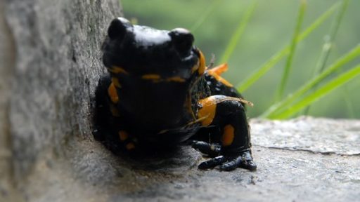 Dežja so se najbolj veselili močeradi 7