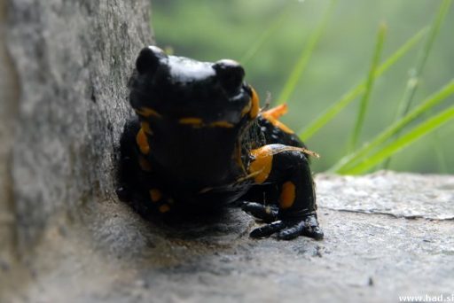 Dežja so se najbolj veselili močeradi 7