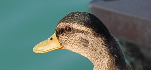 Pernate živali, zjutraj, na obali jezera 11
