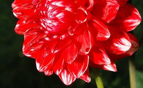 Mednarodni dan žensk, 8. marec 1