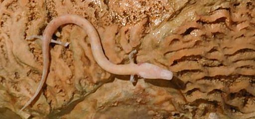 Postojnska jama fotografije - Postojna Cave photos 2