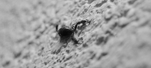 Škorpijon - part deux 6