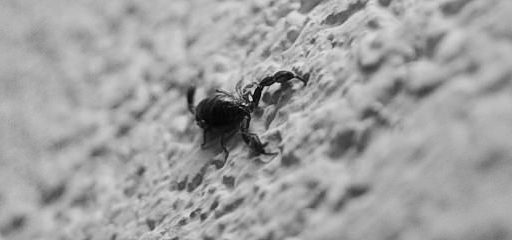 Škorpijon - part deux 6