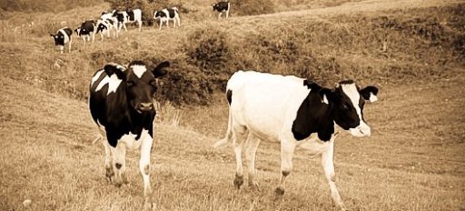 Čustveno stanje mlade krave, druge največje slovenske živali 7