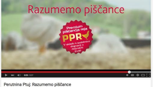 Perutnina Ptuj: Razumemo piščance
