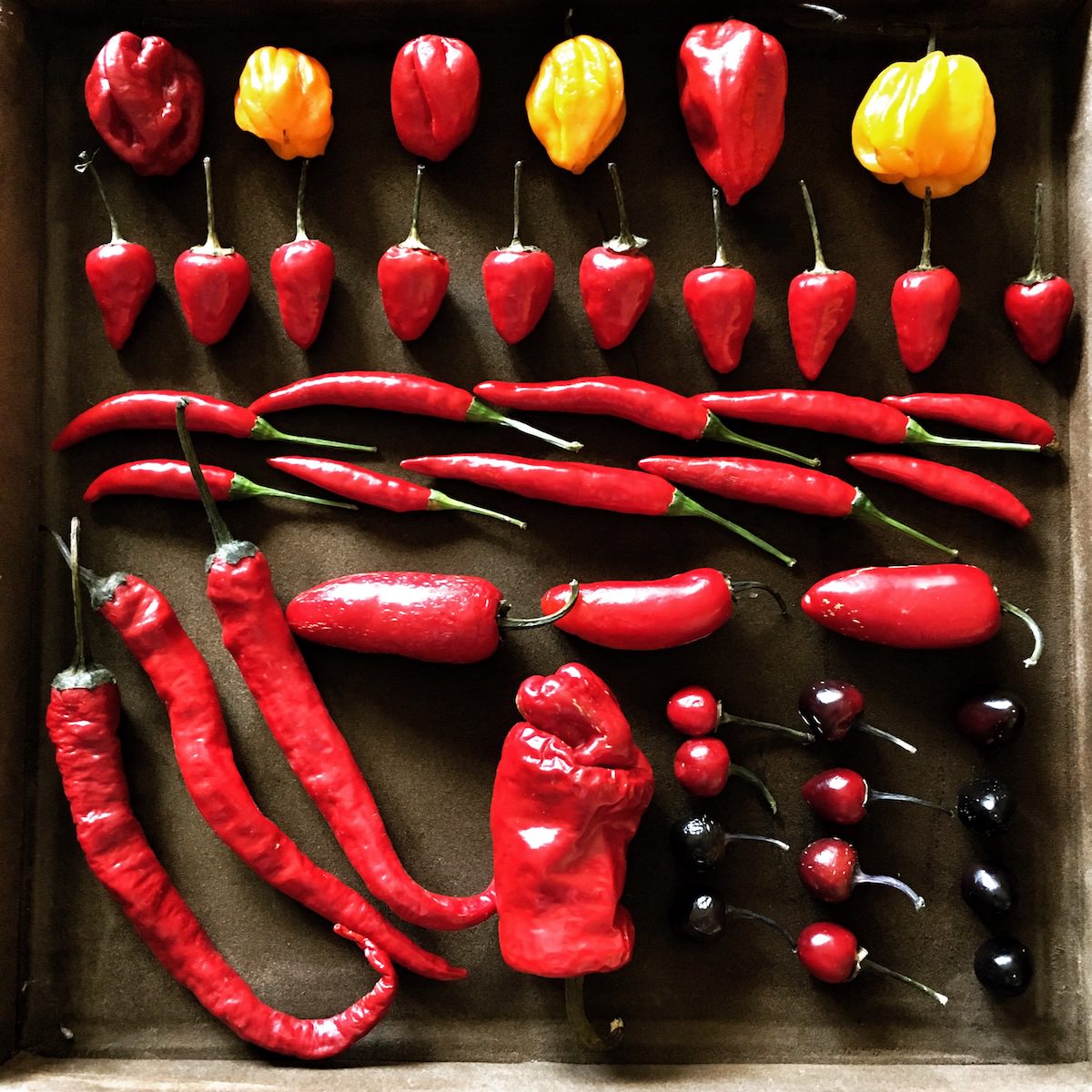 Čili v vsak dom / Bohorc čili