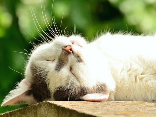 Cat 1551783 1280