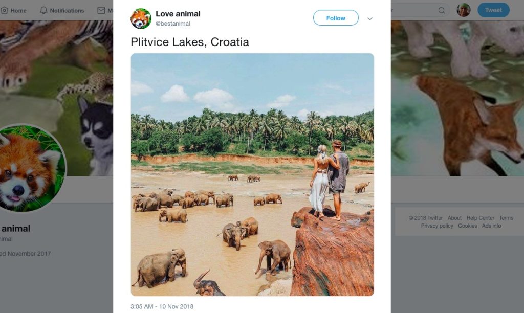 Sloni v nacionalnem parku Plitvička jezera / samo na tviterju