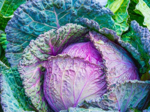 Cabbage Vegetable Power Green