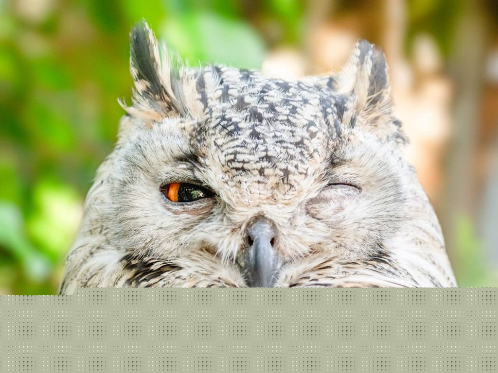 Branko Grims / Črni panter, simbol Karantnije je izumrl, ker se podnebje v Evropi ohlaja