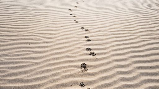 Kdo bo naslednji koga bodo naslednjega odstopili mediji