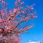 Prunus serrulata Kanzan2