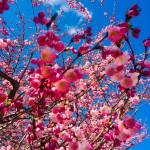 Prunus serrulata Kanzan3