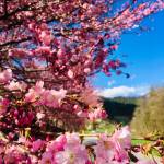 Prunus serrulata Kanzan4