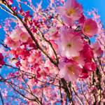 Prunus serrulata Kanzan5