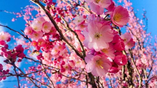 Prunus serrulata Kanzan5