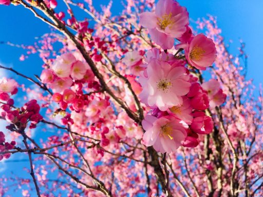 Prunus serrulata Kanzan5