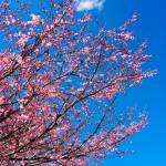 Prunus serrulata Kanzan6