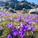 Krokus pomladanski zafran na Veliki planini 1