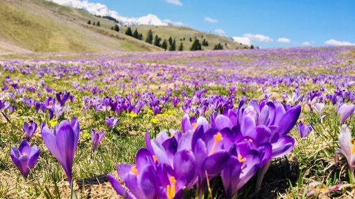 Krokus pomladanski zafran na Veliki planini 7