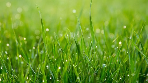 Marjan Podobnik pozval Marjana Sarca na tekmovanje v kosnji trave ali podiranju dreves