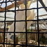 Brioni 24 ur v nacionalnem parku Brioni safari parku pri Kokiju in voznja z elektricnim avtom po otoku15