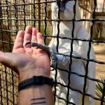 Brioni 24 ur v nacionalnem parku Brioni safari parku pri Kokiju in voznja z elektricnim avtom po otoku17