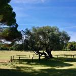 Brioni 24 ur v nacionalnem parku Brioni safari parku pri Kokiju in voznja z elektricnim avtom po otoku18