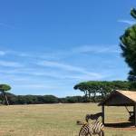 Brioni 24 ur v nacionalnem parku Brioni safari parku pri Kokiju in voznja z elektricnim avtom po otoku9