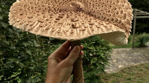 Dzinovska marela Macrolepiota procera1