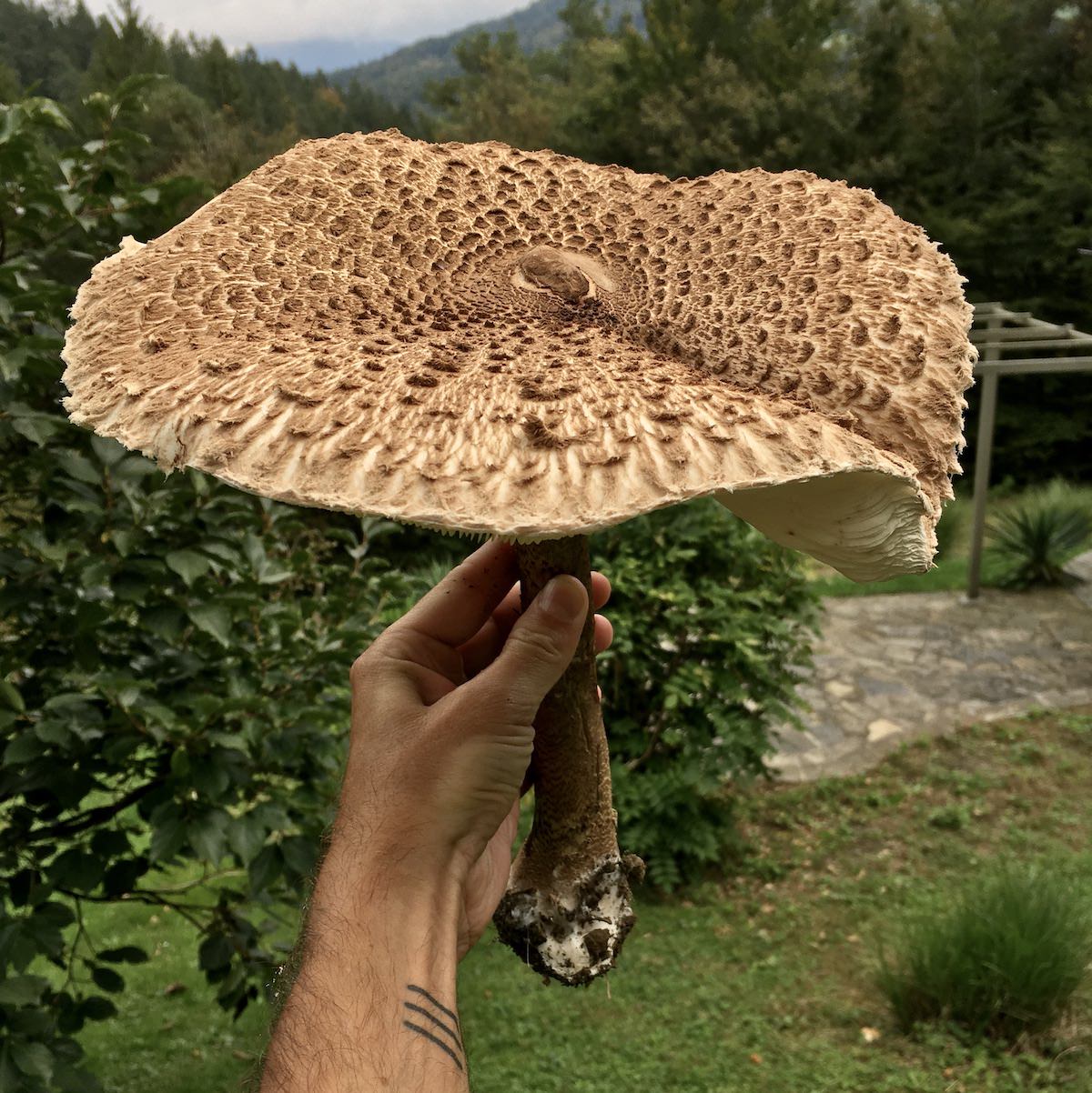 Dzinovska marela Macrolepiota procera1