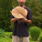 Dzinovska marela Macrolepiota procera2