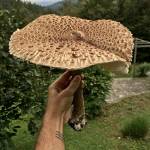Dzinovska marela Macrolepiota procera3