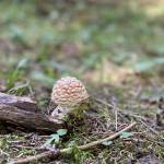 Na Pokljuko po jurcke ocitno nisem rojen gobar4