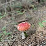 Na Pokljuko po jurcke ocitno nisem rojen gobar5