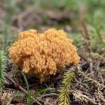 Na Pokljuko po jurcke ocitno nisem rojen gobar6