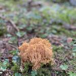 Na Pokljuko po jurcke ocitno nisem rojen gobar7