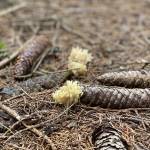 Na Pokljuko po jurcke ocitno nisem rojen gobar8